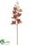 Phalaenopsis Orchid Spray - Talisman Rubrum - Pack of 12