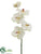Vanda Orchid Spray - Cream - Pack of 12