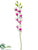 Dendrobium Orchid Spray - Cream Orchid - Pack of 12