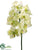 Phalaenopsis Orchid Spray - Green - Pack of 12