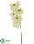 Phalaenopsis Orchid Spray - Green Light - Pack of 12
