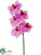 Phalaenopsis Orchid Spray - Orchid Two Tone - Pack of 12