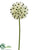 Ornithogalum Spray - Cream - Pack of 12