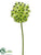 Ornithogalum Spray - Green - Pack of 12