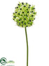Silk Plants Direct Ornithogalum Spray - Green - Pack of 12
