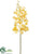 Vanda Orchid Spray - Yellow Two Tone - Pack of 12