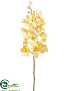Vanda Orchid Spray - Yellow Two Tone - Pack of 12