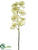 Vanda Orchid Spray - Green Two Tone - Pack of 6