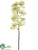 Vanda Orchid Spray - Green Two Tone - Pack of 6