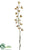 Mini Cymbidium Orchid Spray - Green Burgundy - Pack of 12