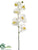 Phalaenopsis Orchid Spray - Cream Yellow - Pack of 6