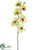 Phalaenopsis Orchid Spray - Green Beauty - Pack of 6