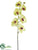 Phalaenopsis Orchid Spray - Green Beauty - Pack of 6