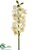 Cymbidium Orchid Spray - White - Pack of 6