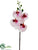 Phalaenopsis Orchid Spray - White Orchid - Pack of 12
