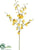 Oncidium Orchid Spray - Yellow - Pack of 12