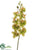 Mini Phalaenopsis Orchid Spray - Green - Pack of 12