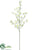 Oncidium Orchid Spray - White - Pack of 12
