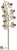 Phalaenopsis Orchid Spray - Cream Burgundy - Pack of 12