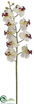 Silk Plants Direct Phalaenopsis Orchid Spray - Cream Burgundy - Pack of 12