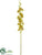Cymbidium Orchid Spray - Green Burgundy - Pack of 12