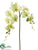 Phalaenopsis Orchid Spray - Lime - Pack of 12