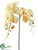 Phalaenopsis Orchid Spray - Yellow Light - Pack of 12