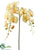 Phalaenopsis Orchid Spray - Yellow Light - Pack of 12