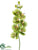 Phalaenopsis Orchid Spray - Green Violet - Pack of 12