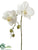 Phalaenopsis Orchid Spray - Cream - Pack of 12