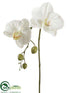 Silk Plants Direct Phalaenopsis Orchid Spray - Cream - Pack of 12