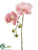 Phalaenopsis Orchid Spray - Pink - Pack of 12