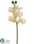 Butterfly Orchid Spray - Cream White - Pack of 12
