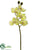 Butterfly Orchid Spray - Green - Pack of 12