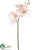 Phalaenopsis Orchid Spray - Blush - Pack of 12