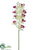 Cymbidium Orchid Spray - Cream Burgundy - Pack of 12