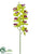 Cymbidium Orchid Spray - Green Burgundy - Pack of 12