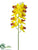 Cymbidium Orchid Spray - Yellow Burgundy - Pack of 12