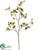 Oncidium Orchid Spray - Green Burgundy - Pack of 12