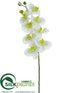 Silk Plants Direct Phalaenopsis Orchid Spray - Cream Green - Pack of 12