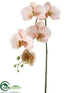 Silk Plants Direct Phalaenopsis Orchid Spray - Peach Cream - Pack of 12