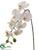 Phalaenopsis Orchid Spray - White - Pack of 12