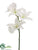 Zygopetalum Orchid Spray - White - Pack of 12
