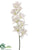 Zygopetalum Orchid Spray - White - Pack of 12