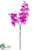 Phalaenopsis Orchid Spray - Orchid - Pack of 6