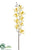 Cymbidium Orchid Spray - Cream - Pack of 12