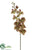 Phalaenopsis Orchid Spray - Green Burgundy - Pack of 12