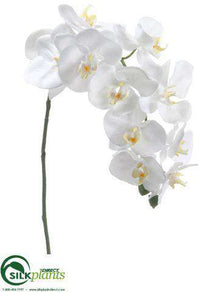 Phalaenopsis Orchid Spray - Cream - Pack of 12