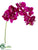 Phalaenopsis Orchid Spray - Violet - Pack of 12