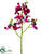 Phalaenopsis Orchid Spray - Orchid Two Tone - Pack of 12